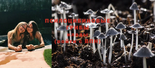 гашик Алексин
