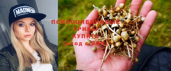 гашик Алексин